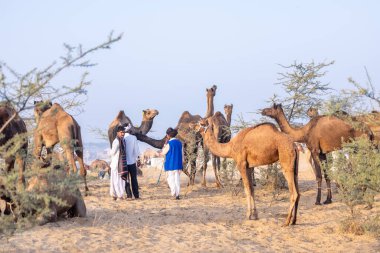 Puşkar, Rajasthan, Hindistan - 10 Kasım 2024: Geleneksel beyaz giysili rajasthani erkek portresi çöl panayırında renkli türbanlı deve fuarı sırasında develeri takas etmek için.