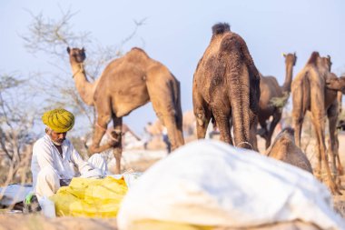 Puşkar, Rajasthan, Hindistan - 10 Kasım 2024: Geleneksel beyaz giysili rajasthani erkek portresi çöl panayırında renkli türbanlı deve fuarı sırasında develeri takas etmek için.