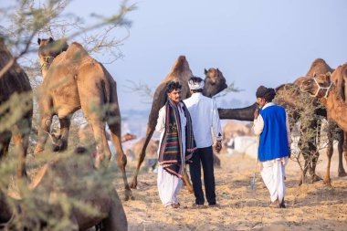 Puşkar, Rajasthan, Hindistan - 10 Kasım 2024: Geleneksel beyaz giysili rajasthani erkek portresi çöl panayırında renkli türbanlı deve fuarı sırasında develeri takas etmek için.