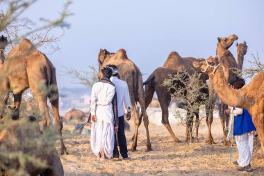 Puşkar, Rajasthan, Hindistan - 10 Kasım 2024: Geleneksel beyaz giysili rajasthani erkek portresi çöl panayırında renkli türbanlı deve fuarı sırasında develeri takas etmek için.