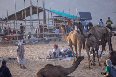 Puşkar, Rajasthan, Hindistan - 10 Kasım 2024: Geleneksel beyaz giysili rajasthani erkek portresi çöl panayırında renkli türbanlı deve fuarı sırasında develeri takas etmek için.
