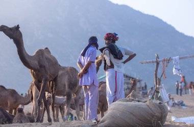 Puşkar, Rajasthan, Hindistan - 10 Kasım 2024: Geleneksel beyaz giysili rajasthani erkek portresi çöl panayırında renkli türbanlı deve fuarı sırasında develeri takas etmek için.