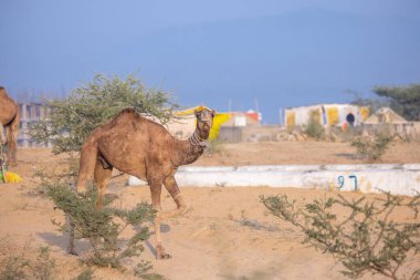 Puşkar, Rajasthan, Hindistan - 10 Kasım 2024: Geleneksel beyaz giysili rajasthani erkek portresi çöl panayırında renkli türbanlı deve fuarı sırasında develeri takas etmek için.