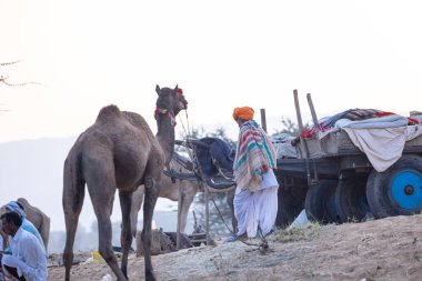 Puşkar, Rajasthan, Hindistan - 10 Kasım 2024: Geleneksel beyaz giysili rajasthani erkek portresi çöl panayırında renkli türbanlı deve fuarı sırasında develeri takas etmek için.