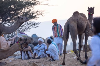 Puşkar, Rajasthan, Hindistan - 10 Kasım 2024: Geleneksel beyaz giysili rajasthani erkek portresi çöl panayırında renkli türbanlı deve fuarı sırasında develeri takas etmek için.