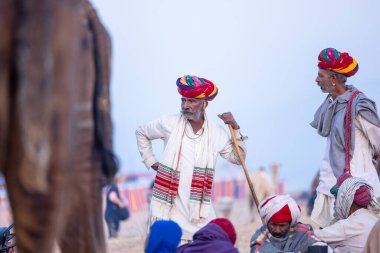 Puşkar, Rajasthan, Hindistan - 10 Kasım 2024: Geleneksel beyaz giysili rajasthani erkek portresi çöl panayırında renkli türbanlı deve fuarı sırasında develeri takas etmek için.