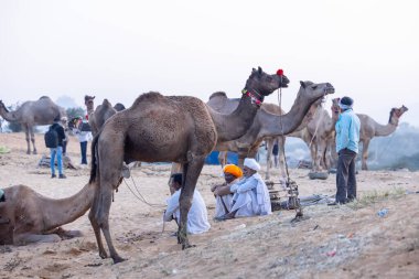 Puşkar, Rajasthan, Hindistan - 10 Kasım 2024: Geleneksel beyaz giysili rajasthani erkek portresi çöl panayırında renkli türbanlı deve fuarı sırasında develeri takas etmek için.