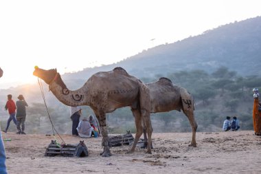 Puşkar, Rajasthan, Hindistan - 10 Kasım 2024: Geleneksel beyaz giysili rajasthani erkek portresi çöl panayırında renkli türbanlı deve fuarı sırasında develeri takas etmek için.
