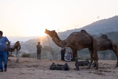 Puşkar, Rajasthan, Hindistan - 10 Kasım 2024: Geleneksel beyaz giysili rajasthani erkek portresi çöl panayırında renkli türbanlı deve fuarı sırasında develeri takas etmek için.