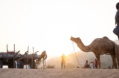 Puşkar, Rajasthan, Hindistan - 10 Kasım 2024: Geleneksel beyaz giysili rajasthani erkek portresi çöl panayırında renkli türbanlı deve fuarı sırasında develeri takas etmek için.