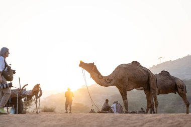 Puşkar, Rajasthan, Hindistan - 10 Kasım 2024: Geleneksel beyaz giysili rajasthani erkek portresi çöl panayırında renkli türbanlı deve fuarı sırasında develeri takas etmek için.