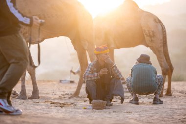 Puşkar, Rajasthan, Hindistan - 10 Kasım 2024: Geleneksel beyaz giysili rajasthani erkek portresi çöl panayırında renkli türbanlı deve fuarı sırasında develeri takas etmek için.