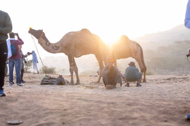 Puşkar, Rajasthan, Hindistan - 10 Kasım 2024: Geleneksel beyaz giysili rajasthani erkek portresi çöl panayırında renkli türbanlı deve fuarı sırasında develeri takas etmek için.