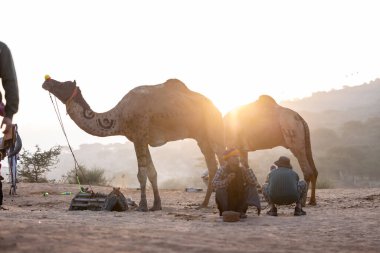 Puşkar, Rajasthan, Hindistan - 10 Kasım 2024: Geleneksel beyaz giysili rajasthani erkek portresi çöl panayırında renkli türbanlı deve fuarı sırasında develeri takas etmek için.