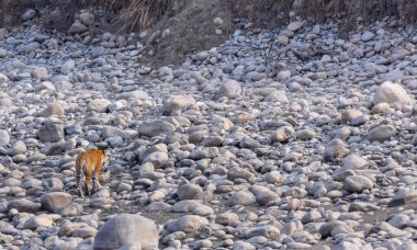 Dişi kaplan (Panthera tigris) Jim Corbett Ormanı 'nda nehir kenarında.