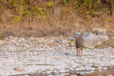 Sambar geyiği (Rusa unicolor), Corbett Ulusal Parkı 'nda nehir kenarında durur..