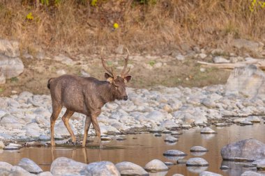 Sambar geyiği (Rusa unicolor), Corbett Ulusal Parkı 'nda nehir kenarında durur..