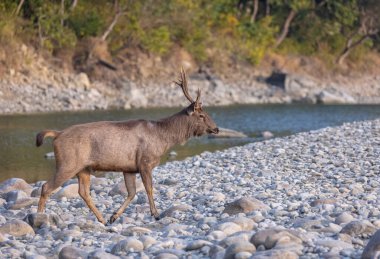 Sambar geyiği (Rusa unicolor), Corbett Ulusal Parkı 'nda nehir kenarında durur..