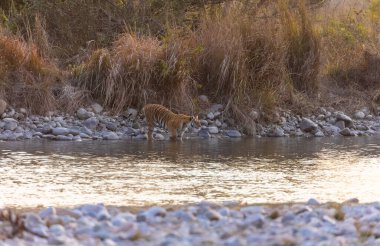 Dişi kaplan (Panthera tigris) Jim Corbett Ormanı 'nda nehir kenarında.