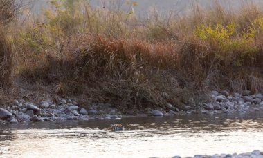 Dişi kaplan (Panthera tigris) Jim Corbett Ormanı 'nda nehir kenarında.