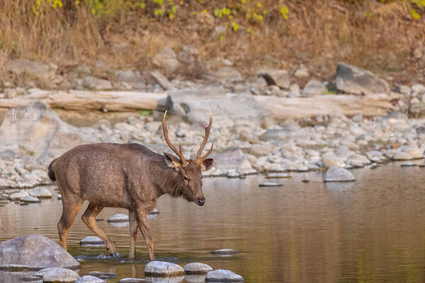 Sambar deer (Rusa unicolor) standing near river in the forest of Corbett National park.