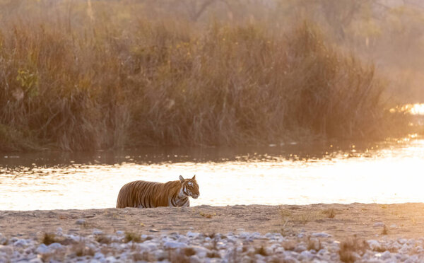 Female tigress (Panthera tigris) near river at jim corbett forest.