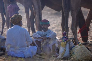 Puşkar, Rajasthan, Hindistan - 10 Kasım 2024: Deve ticareti için develer fuarı sırasında çöl panayırı.