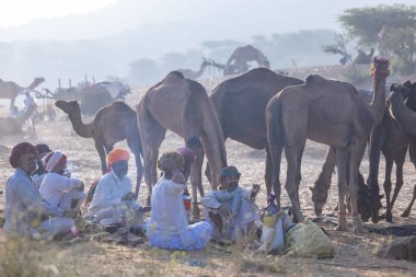 Puşkar, Rajasthan, Hindistan - 10 Kasım 2024: Deve ticareti için develer fuarı sırasında çöl panayırı.