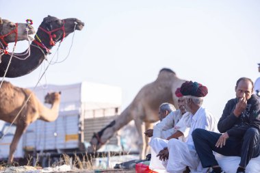 Puşkar, Rajasthan, Hindistan - 10 Kasım 2024: Deve ticareti için develer fuarı sırasında çöl panayırı.