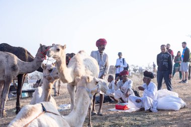 Puşkar, Rajasthan, Hindistan - 10 Kasım 2024: Deve ticareti için develer fuarı sırasında çöl panayırı.