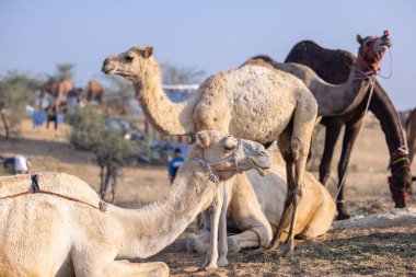 Puşkar, Rajasthan, Hindistan - 10 Kasım 2024: Deve ticareti için develer fuarı sırasında çöl panayırı.