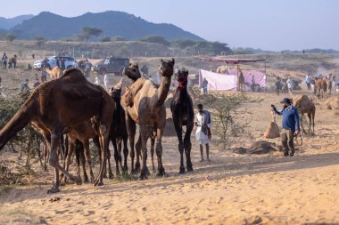 Puşkar, Rajasthan, Hindistan - 10 Kasım 2024: Deve ticareti için develer fuarı sırasında çöl panayırı.