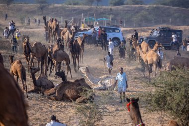 Puşkar, Rajasthan, Hindistan - 10 Kasım 2024: Deve ticareti için develer fuarı sırasında çöl panayırı.