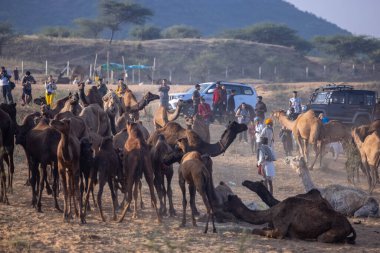Puşkar, Rajasthan, Hindistan - 10 Kasım 2024: Deve ticareti için develer fuarı sırasında çöl panayırı.