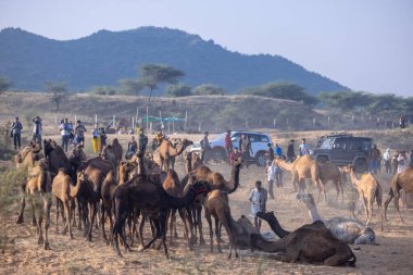 Puşkar, Rajasthan, Hindistan - 10 Kasım 2024: Deve ticareti için develer fuarı sırasında çöl panayırı.