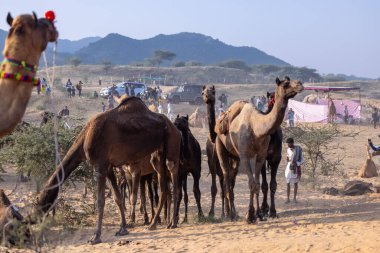 Puşkar, Rajasthan, Hindistan - 10 Kasım 2024: Deve ticareti için develer fuarı sırasında çöl panayırı.