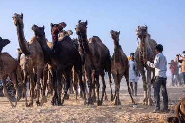 Puşkar, Rajasthan, Hindistan - 10 Kasım 2024: Deve ticareti için develer fuarı sırasında çöl panayırı.