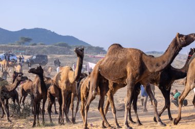 Puşkar, Rajasthan, Hindistan - 10 Kasım 2024: Deve ticareti için develer fuarı sırasında çöl panayırı.