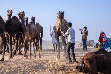 Puşkar, Rajasthan, Hindistan - 10 Kasım 2024: Deve ticareti için develer fuarı sırasında çöl panayırı.