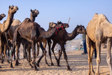 Puşkar, Rajasthan, Hindistan - 10 Kasım 2024: Deve ticareti için develer fuarı sırasında çöl panayırı.