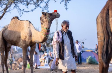 Puşkar, Rajasthan, Hindistan - 10 Kasım 2024: Deve ticareti için develer fuarı sırasında çöl panayırı.