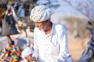 Puşkar, Rajasthan, Hindistan - 10 Kasım 2024: Deve ticareti için develer fuarı sırasında çöl panayırı.