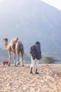 Puşkar, Rajasthan, Hindistan - 10 Kasım 2024: Deve ticareti için develer fuarı sırasında çöl panayırı.