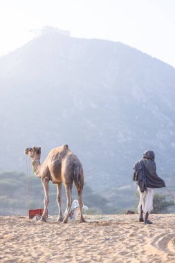 Puşkar, Rajasthan, Hindistan - 10 Kasım 2024: Deve ticareti için develer fuarı sırasında çöl panayırı.
