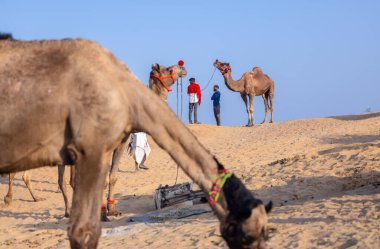 Puşkar, Rajasthan, Hindistan - 10 Kasım 2024: Deve ticareti için develer fuarı sırasında çöl panayırı.