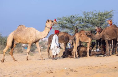 Puşkar, Rajasthan, Hindistan - 10 Kasım 2024: Deve ticareti için develer fuarı sırasında çöl panayırı.