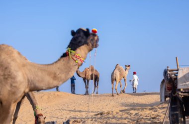 Puşkar, Rajasthan, Hindistan - 10 Kasım 2024: Deve ticareti için develer fuarı sırasında çöl panayırı.