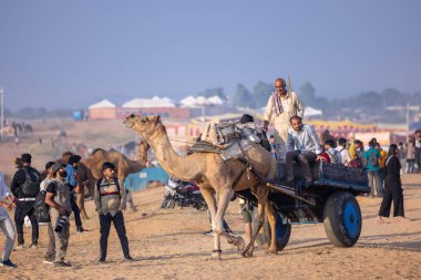 Puşkar, Rajasthan, Hindistan - 10 Kasım 2024: Deve ticareti için develer fuarı sırasında çöl panayırı.