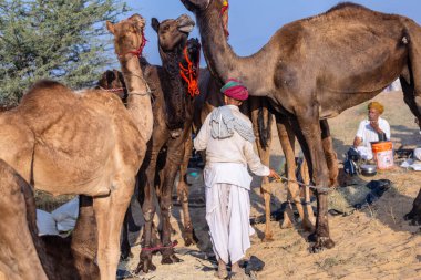 Puşkar, Rajasthan, Hindistan - 10 Kasım 2024: Deve ticareti için develer fuarı sırasında çöl panayırı.