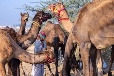 Puşkar, Rajasthan, Hindistan - 10 Kasım 2024: Deve ticareti için develer fuarı sırasında çöl panayırı.